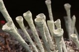 Cladonia deformis image