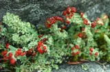 Cladonia bellidiflora image