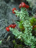 Cladonia bellidiflora image