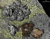Umbilicaria cylindrica var. cylindrica image
