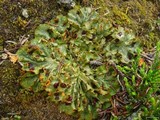 Solorina crocea image