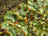 Solorina crocea image