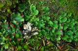 Peltigera venosa image