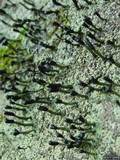 Pilophorus clavatus image