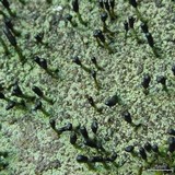 Pilophorus clavatus image