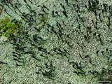 Pilophorus clavatus image