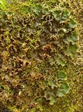 Peltigera polydactylon image