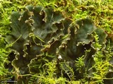 Peltigera polydactylon image