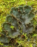 Peltigera polydactylon image