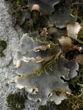 Peltigera ponojensis image