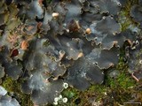 Peltigera ponojensis image