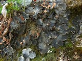 Peltigera ponojensis image