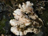 Peltigera ponojensis image