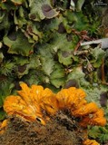 Solorina crocea image