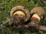 Boletus rubripes image