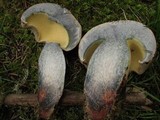 Boletus rubripes image