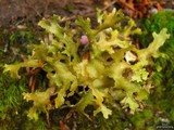 Tuckermanopsis subalpina image