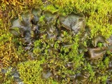 Peltigera polydactylon image