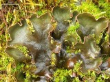 Peltigera polydactylon image