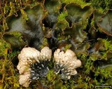 Peltigera polydactylon image