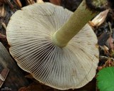 Leratiomyces squamosus var. squamosus image