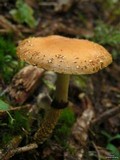 Leratiomyces squamosus var. squamosus image