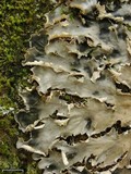 Peltigera pacifica image