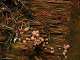 Lycogala epidendrum image
