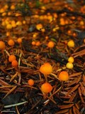 Mycena strobilinoidea image