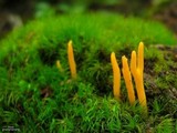 Calocera cornea image