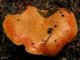 Lactarius thyinos image