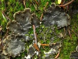 Peltigera polydactylon image