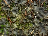 Peltigera polydactylon image