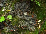 Peltigera polydactylon image