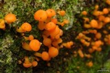 Chrysomphalina aurantiaca image
