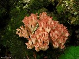 Ramaria botrytis image