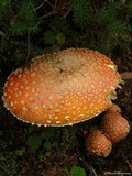 Amanita amerimuscaria image