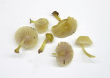 Chromosera cyanophylla image