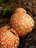 Amanita amerimuscaria image