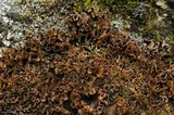 Peltigera polydactylon image