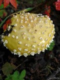 Amanita muscaria var. formosa image