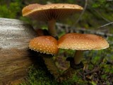 Leratiomyces squamosus image