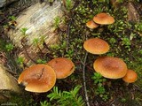 Leratiomyces squamosus var. squamosus image