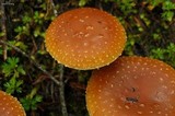Leratiomyces squamosus var. squamosus image