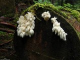 Hericium abietis image