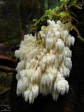Hericium abietis image