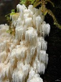 Hericium abietis image