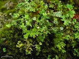 Cladonia macrophyllodes image