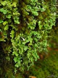 Cladonia macrophyllodes image