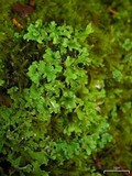Cladonia macrophyllodes image